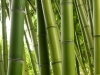 pohon_bambu