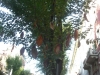 foglie-magnolia-urban-knittin-onfuton-milano-ottobre-2012