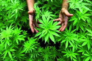 Israel grows medicinal marijuana in Safed
